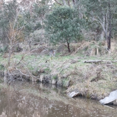 Notamacropus rufogriseus (Red-necked Wallaby) at Bungendore, NSW - 15 Aug 2022 by clarehoneydove