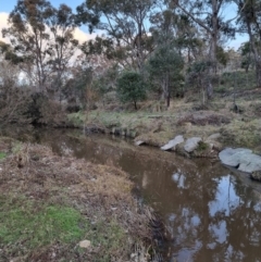 Notamacropus rufogriseus at Bungendore, NSW - 15 Aug 2022