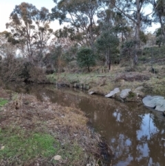 Notamacropus rufogriseus at Bungendore, NSW - 15 Aug 2022 05:05 PM