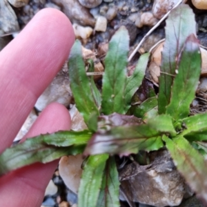 Epilobium ciliatum at Bungendore, NSW - 15 Aug 2022