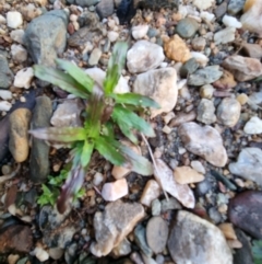 Epilobium ciliatum at Bungendore, NSW - 15 Aug 2022 04:59 PM