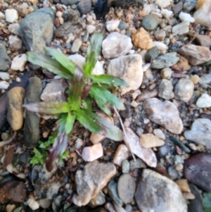 Epilobium ciliatum at Bungendore, NSW - 15 Aug 2022