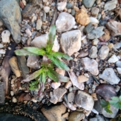 Epilobium ciliatum at Bungendore, NSW - 15 Aug 2022 04:59 PM