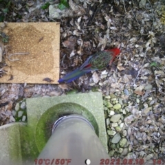 Platycercus elegans (Crimson Rosella) at Australian National University - 10 Aug 2022 by Gremgreezly