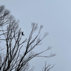 Aquila audax (Wedge-tailed Eagle) at Kosciuszko National Park - 14 Aug 2022 by JimL