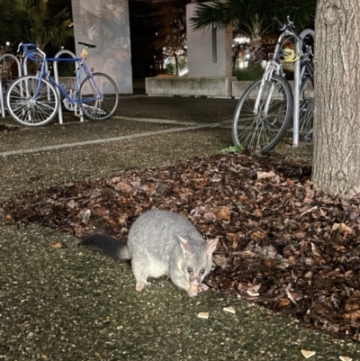 Trichosurus vulpecula (Common Brushtail Possum) at Australian National University - 6 Aug 2022 by Bofeng