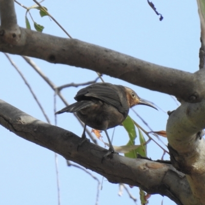 Myzomela obscura (Dusky Honeyeater) at Oak Beach, QLD - 2 Aug 2022 by GlossyGal