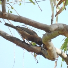 Myzomela obscura at Oak Beach, QLD - 3 Aug 2022