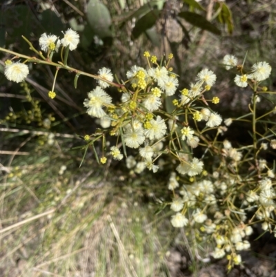 Acacia genistifolia (Early Wattle) at Aranda Bushland - 16 Aug 2022 by lbradley