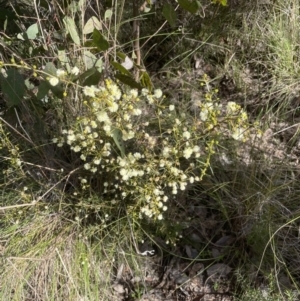 Acacia genistifolia at Aranda, ACT - 16 Aug 2022