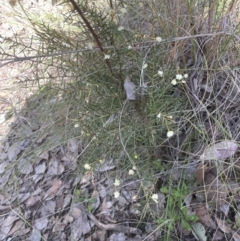 Acacia genistifolia at Aranda, ACT - 16 Aug 2022