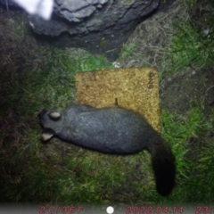 Trichosurus vulpecula (Common Brushtail Possum) at Sullivans Creek, Acton - 16 Aug 2022 by h75726c