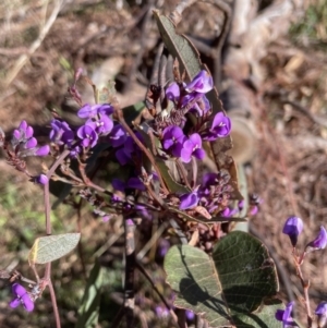 Hardenbergia violacea at Aranda, ACT - 16 Aug 2022 10:39 AM