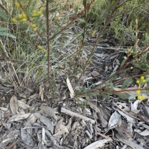 Acacia buxifolia subsp. buxifolia at Aranda, ACT - 16 Aug 2022 10:45 AM