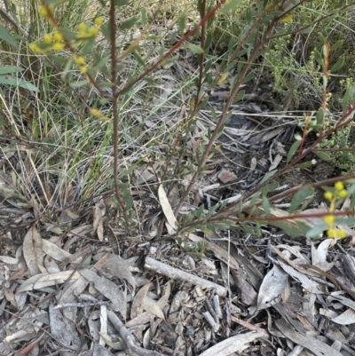 Acacia buxifolia subsp. buxifolia (Box-leaf Wattle) at Aranda, ACT - 16 Aug 2022 by lbradley