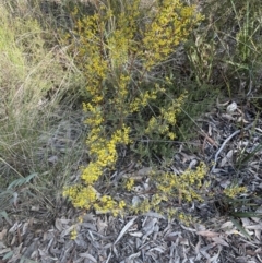 Acacia buxifolia subsp. buxifolia at Aranda, ACT - 16 Aug 2022 10:45 AM