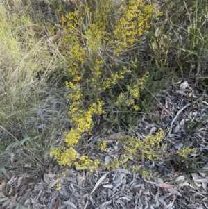 Acacia buxifolia subsp. buxifolia at Aranda, ACT - 16 Aug 2022
