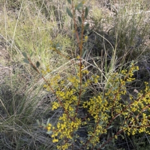 Acacia buxifolia subsp. buxifolia at Aranda, ACT - 16 Aug 2022 10:45 AM