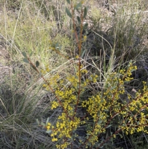 Acacia buxifolia subsp. buxifolia at Aranda, ACT - 16 Aug 2022