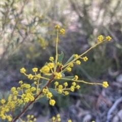 Acacia buxifolia subsp. buxifolia at Aranda, ACT - 16 Aug 2022 10:45 AM