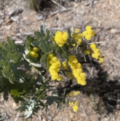 Acacia baileyana (Cootamundra Wattle, Golden Mimosa) at Aranda Bushland - 16 Aug 2022 by lbradley