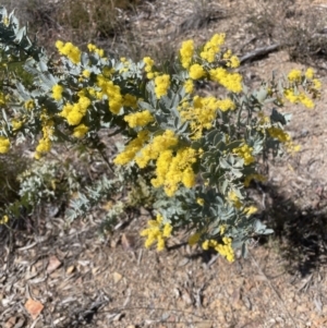 Acacia baileyana at Aranda, ACT - 16 Aug 2022