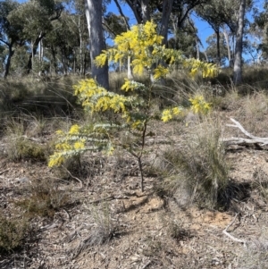 Acacia baileyana at Aranda, ACT - 16 Aug 2022 10:53 AM