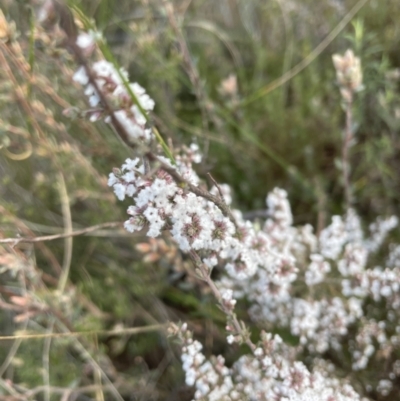 Leucopogon attenuatus (Small-leaved Beard Heath) at Aranda Bushland - 16 Aug 2022 by lbradley