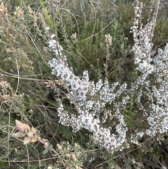 Leucopogon attenuatus at Aranda, ACT - 16 Aug 2022