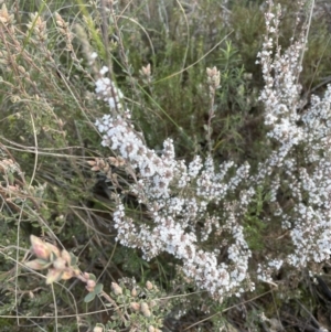 Leucopogon attenuatus at Aranda, ACT - 16 Aug 2022