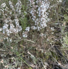 Leucopogon attenuatus at Aranda, ACT - 16 Aug 2022