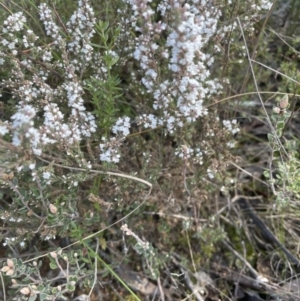 Leucopogon attenuatus at Aranda, ACT - 16 Aug 2022