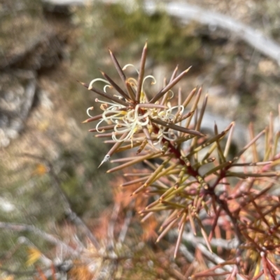 Hakea decurrens (Bushy Needlewood) at Aranda, ACT - 16 Aug 2022 by lbradley