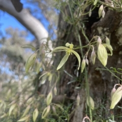 Clematis leptophylla (Small-leaf Clematis, Old Man's Beard) at Cook, ACT - 16 Aug 2022 by lbradley