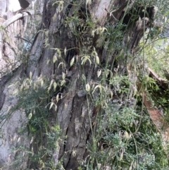 Clematis leptophylla at Cook, ACT - 16 Aug 2022 11:32 AM