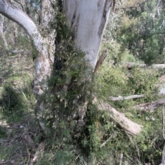 Clematis leptophylla at Cook, ACT - 16 Aug 2022 11:32 AM