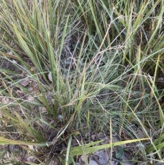 Dianella revoluta var. revoluta (Black-Anther Flax Lily) at Cook, ACT - 16 Aug 2022 by lbradley