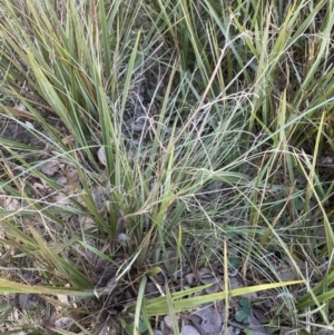 Dianella revoluta var. revoluta at Cook, ACT - 16 Aug 2022