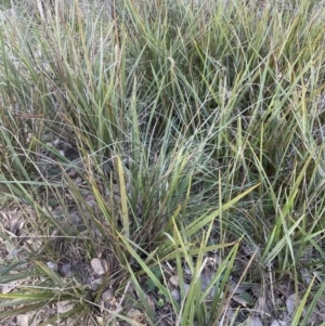 Dianella revoluta var. revoluta at Cook, ACT - 16 Aug 2022