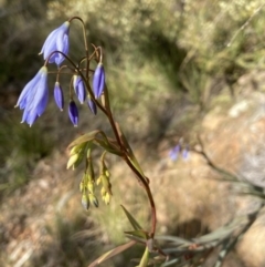 Stypandra glauca (Nodding Blue Lily) at Black Mountain - 15 Aug 2022 by Jenny54