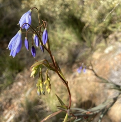 Stypandra glauca (Nodding Blue Lily) at Acton, ACT - 16 Aug 2022 by Jenny54