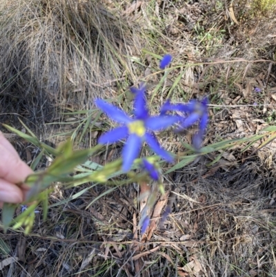 Stypandra glauca (Nodding Blue Lily) at Black Mountain - 16 Aug 2022 by Jenny54