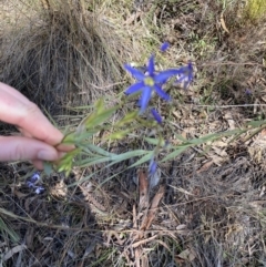 Stypandra glauca at O'Connor, ACT - 16 Aug 2022