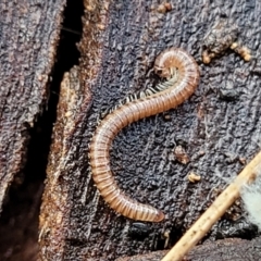 Diplopoda sp. (class) (Unidentified millipede) at Lyneham, ACT - 16 Aug 2022 by trevorpreston