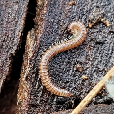 Diplopoda sp. (class) (Unidentified millipede) at Lyneham, ACT - 16 Aug 2022 by trevorpreston
