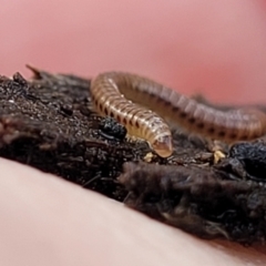 Diplopoda (class) at Lyneham, ACT - 16 Aug 2022 12:59 PM