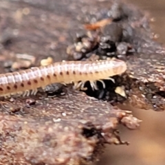 Diplopoda (class) at Lyneham, ACT - 16 Aug 2022 12:59 PM