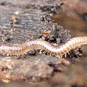 Diplopoda (class) at Lyneham, ACT - 16 Aug 2022 12:59 PM