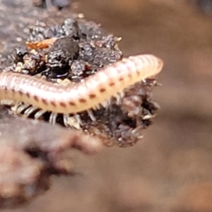 Diplopoda (class) at Lyneham, ACT - 16 Aug 2022 12:59 PM