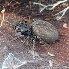Unidentified Spider (Araneae) at Lyneham, ACT - 16 Aug 2022 by trevorpreston